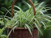 綠色植物大作戰，顏值最高的凈化空氣方法