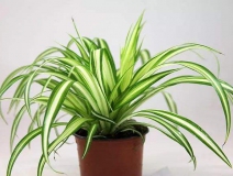 去除甲醛的綠植有哪些?你家里有嗎？