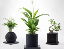 怎么甲醛治理靠得牢？竹炭、植物成最大“騙局”